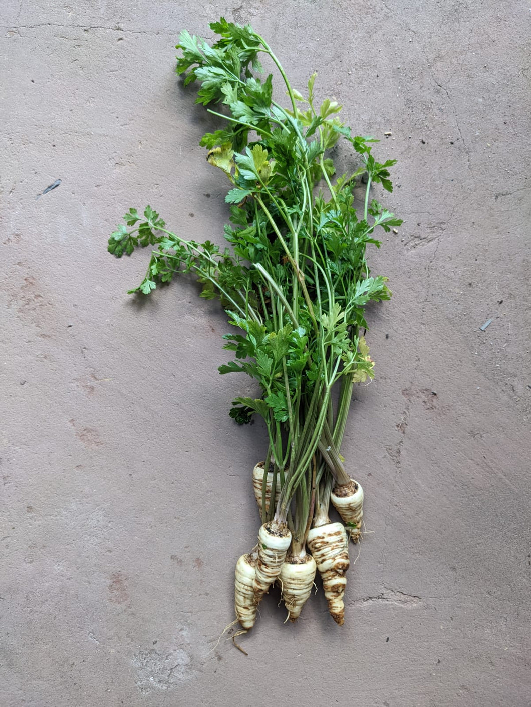 Add on - Arat parsley root 500g